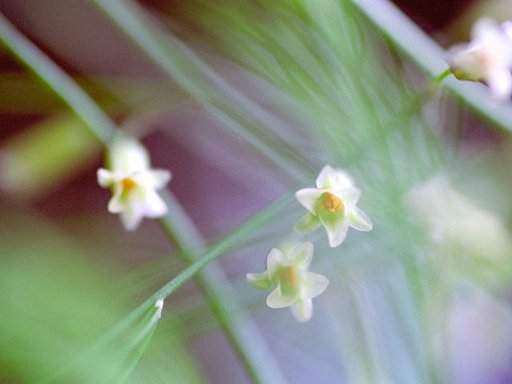 けなげな花