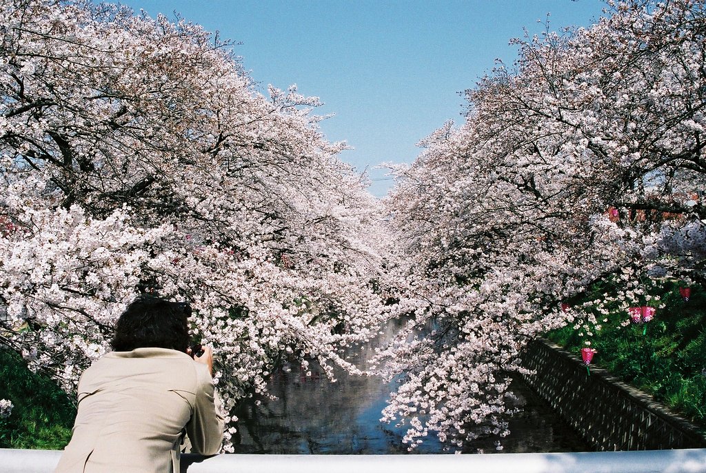 桜撮る人