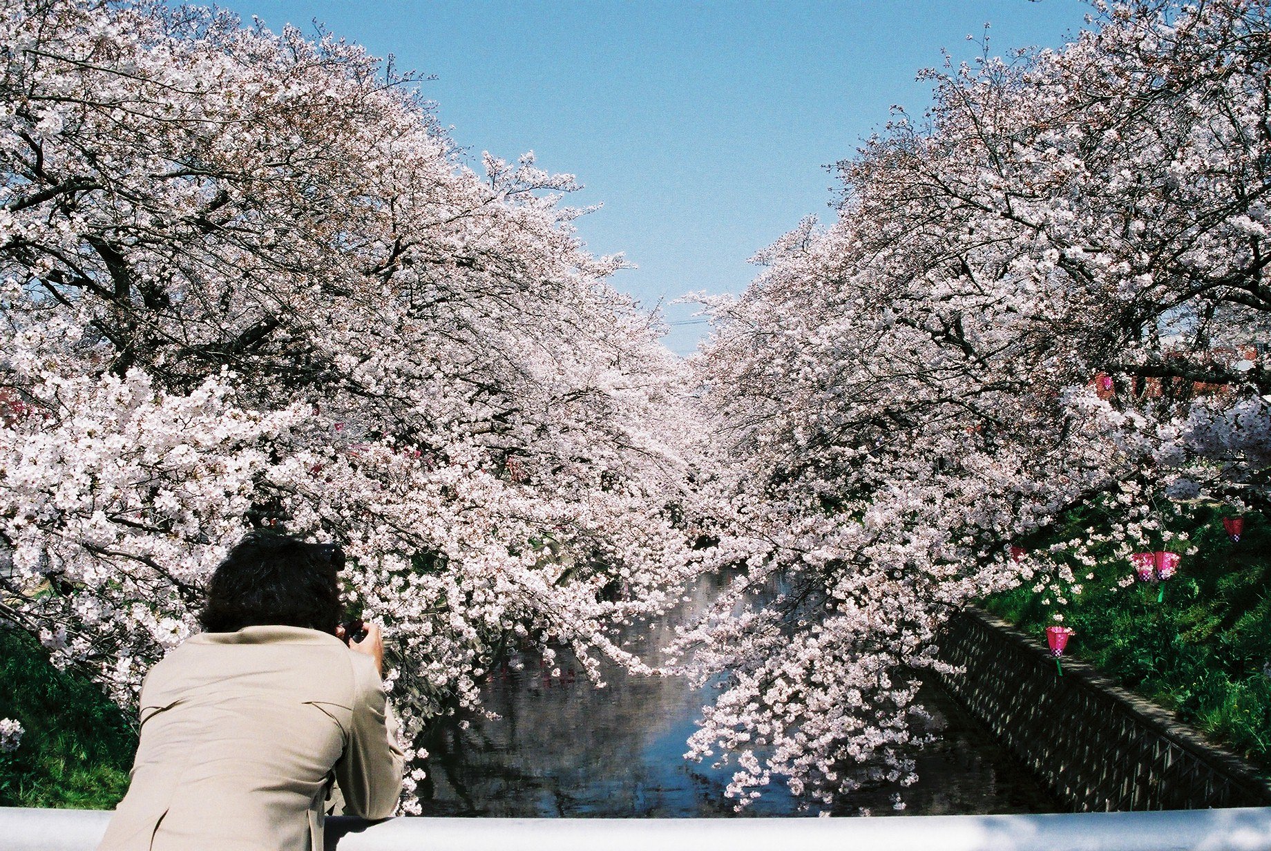 桜撮る人