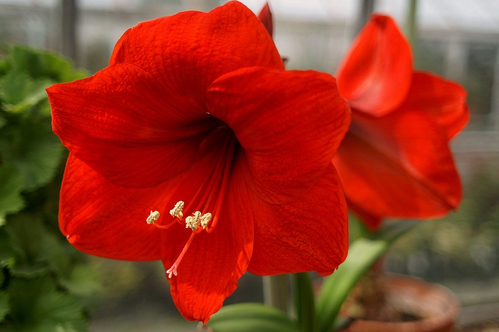 紅