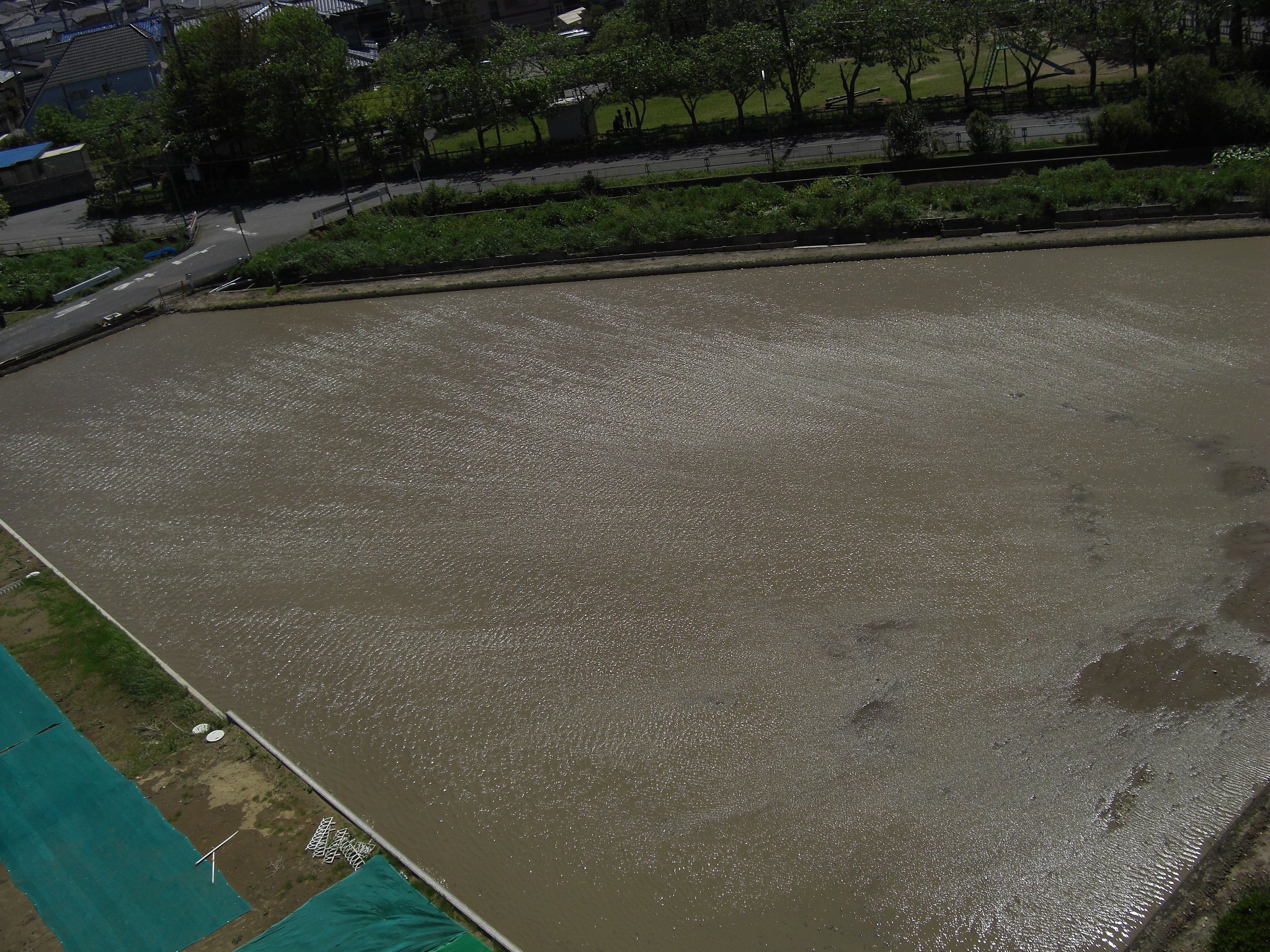 水田を叩く突風