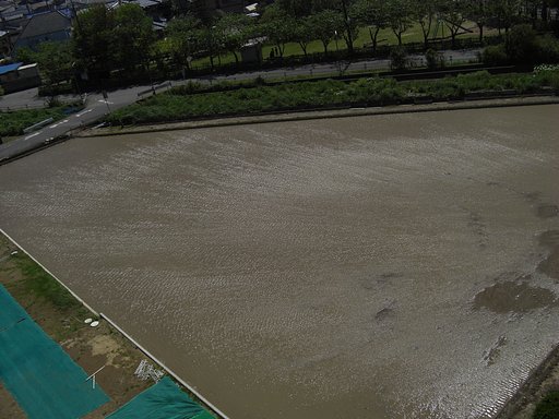 水田を叩く突風