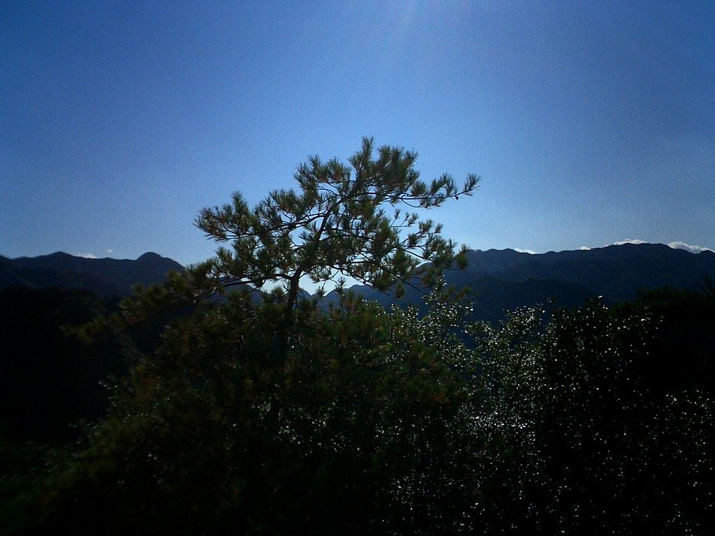 松の景色（冬）