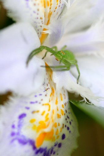 シャガの番人