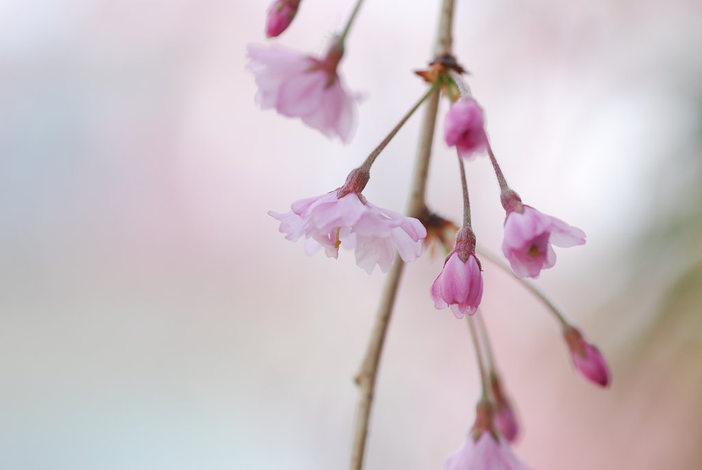 しだれ桜