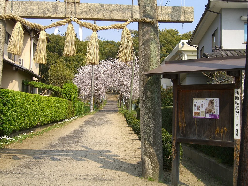 サクラ-その5