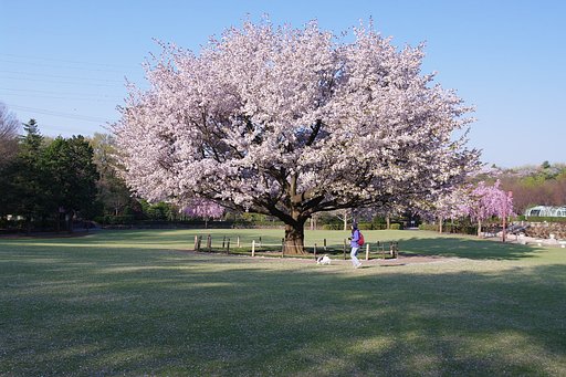 朝のお散歩