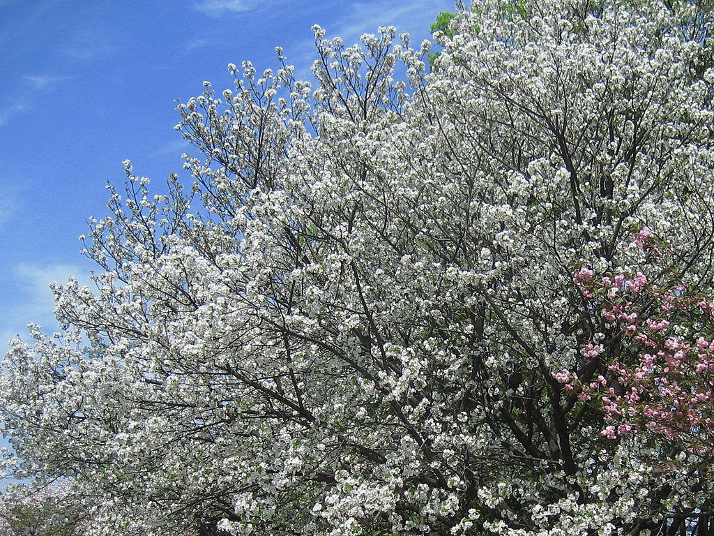 白い八重桜