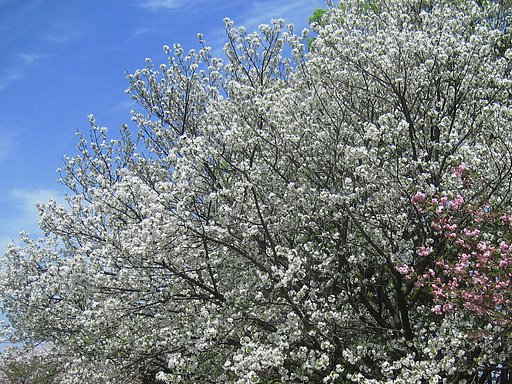 白い八重桜