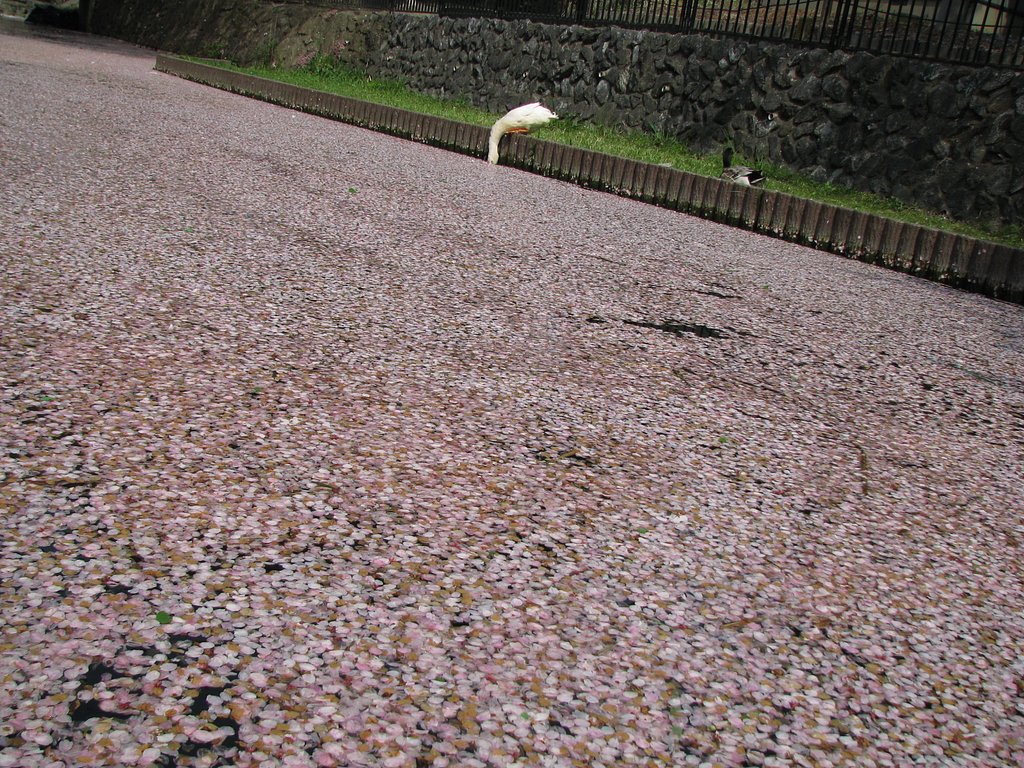 桜河の向こうには♪