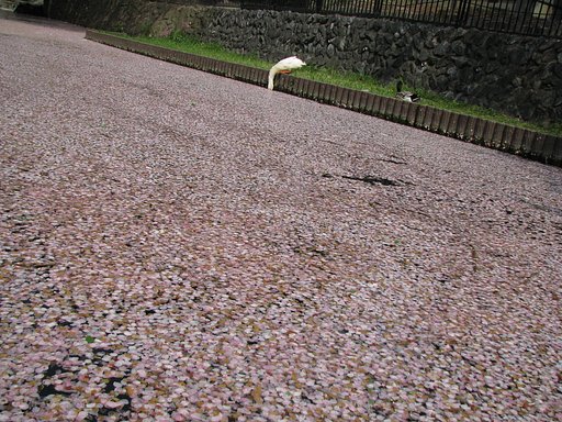 桜河の向こうには♪