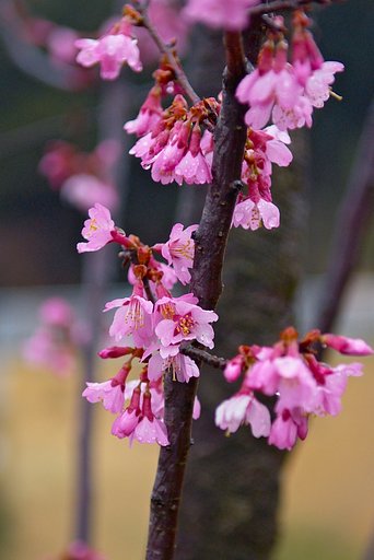 雨に濡れるオカメザクラ