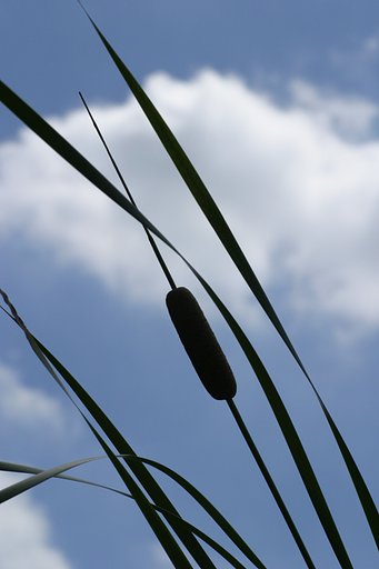 残暑お見舞い申し上げます