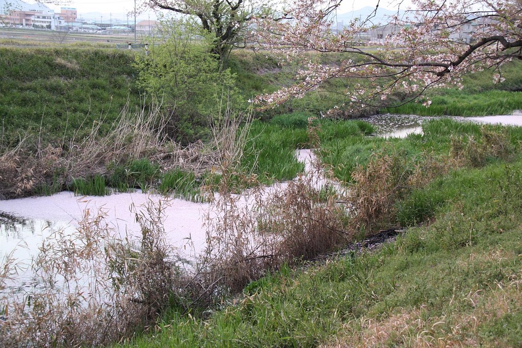 さくら川