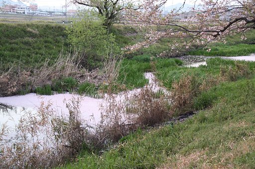さくら川