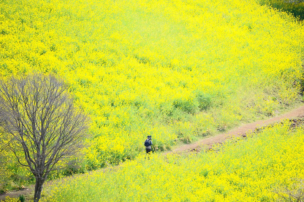 菜の花の夢