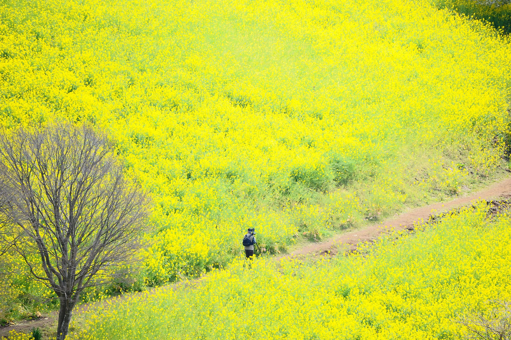 菜の花の夢