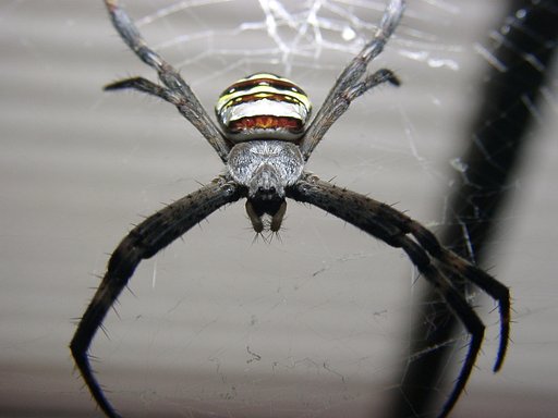 スパイダー