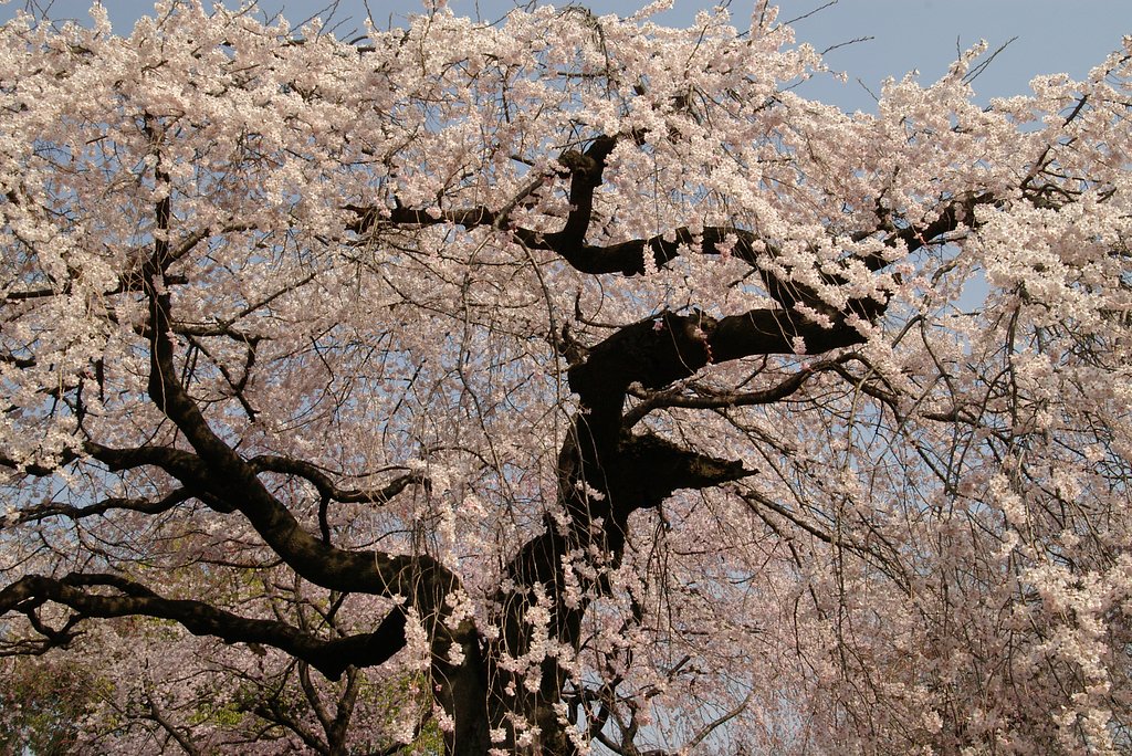 しだれ桜