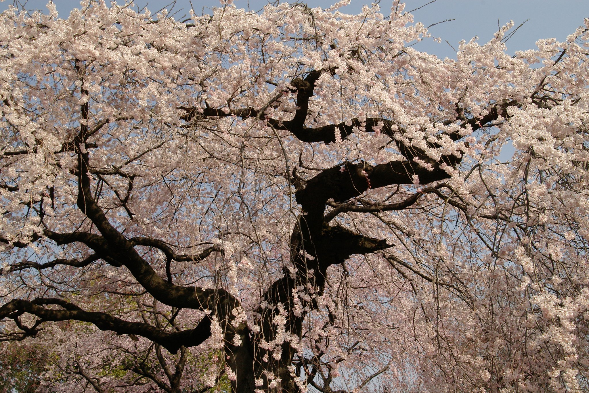 しだれ桜