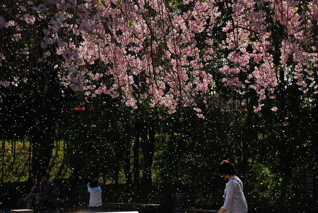 桜吹雪