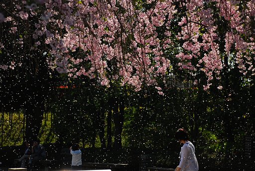 桜吹雪