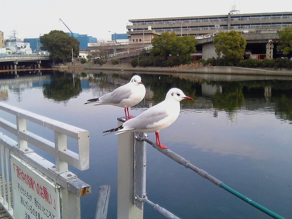 かもめの？さん