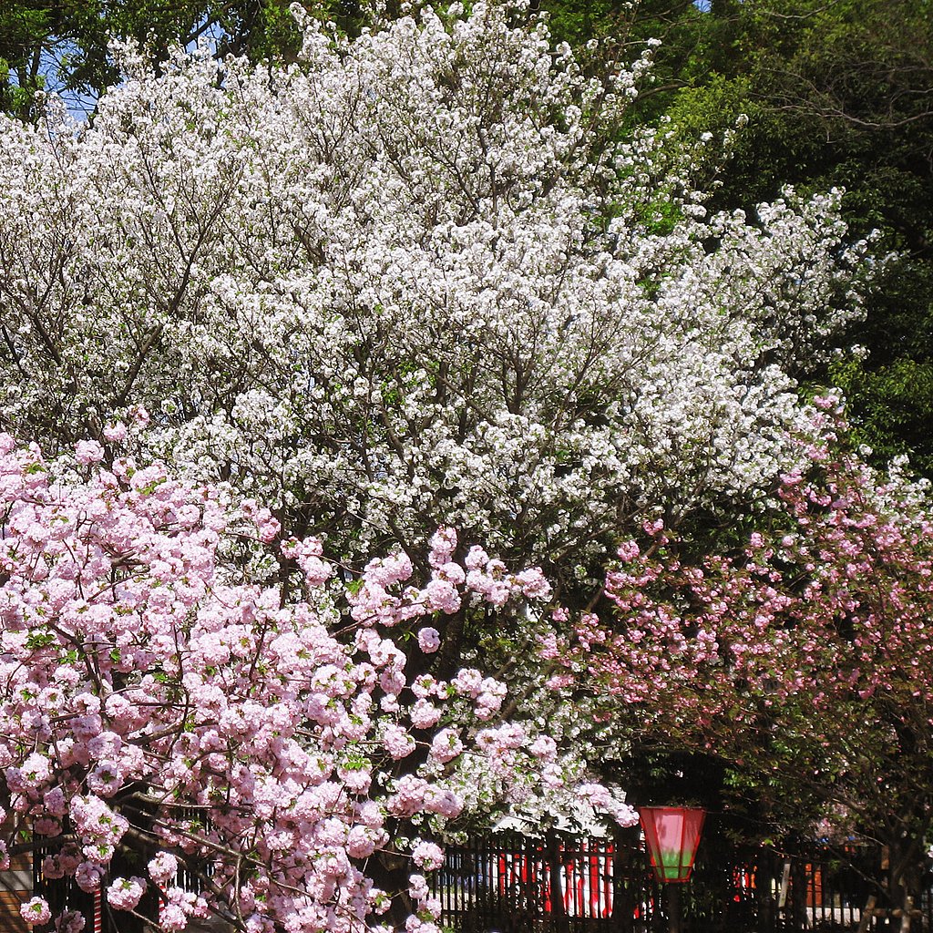 桜三様（造幣局通り抜け）