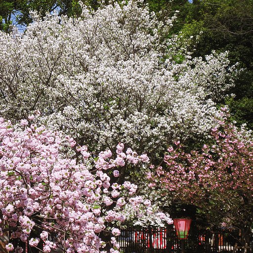 桜三様（造幣局通り抜け）