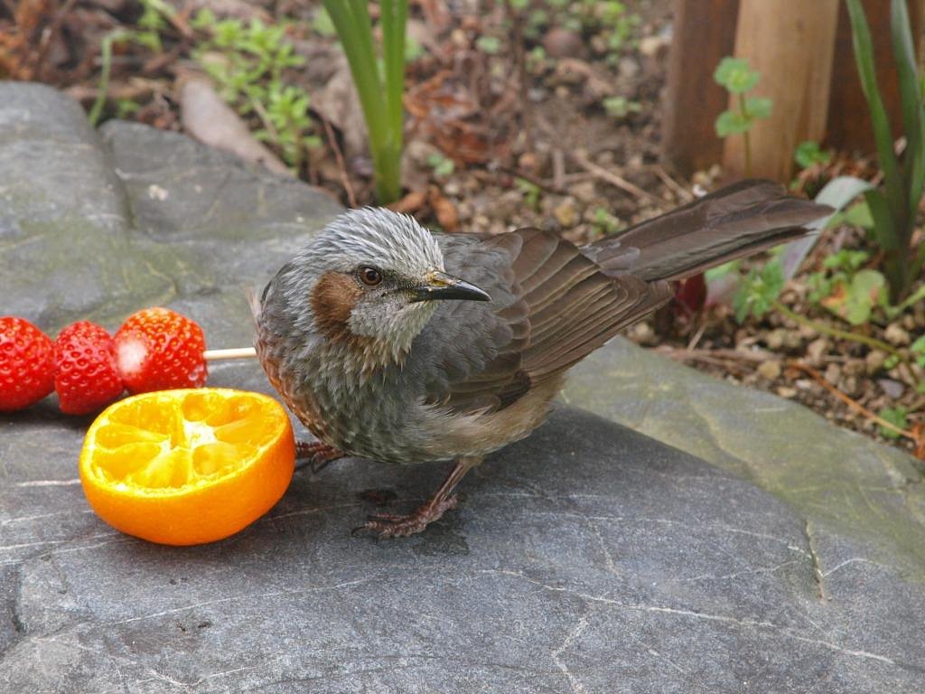 メジロの餌に