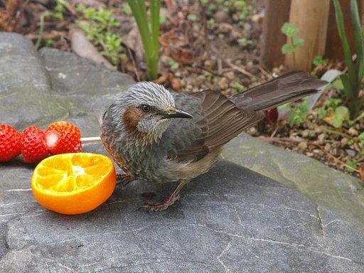 メジロの餌に