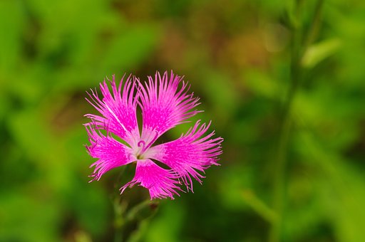 しとやかな花