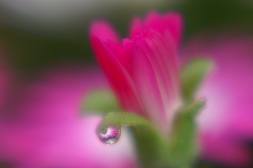 Soft Focusに挑戦