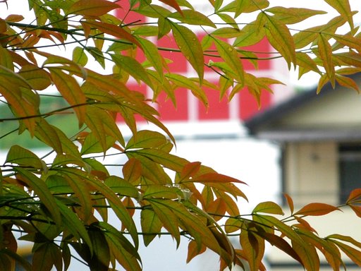 雨の日の南天