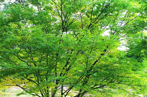 【トキメキの色】新緑・・・のような