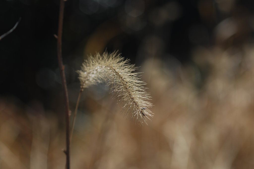 Vivitar 75-205mmF3.8 Close Focusing