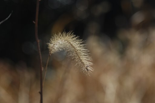 Vivitar 75-205mmF3.8 Close Focusing
