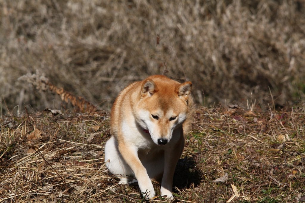 はじめまして、凛(りん)と申します