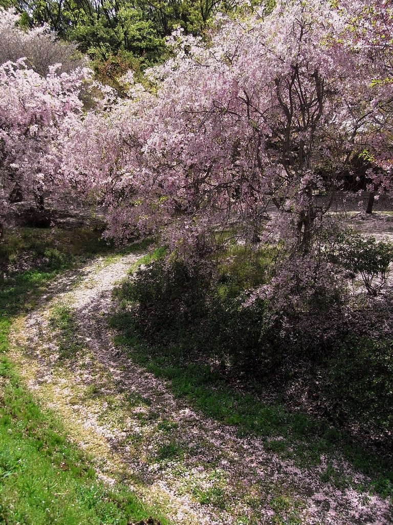 桜の参道