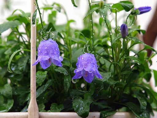 好みの花