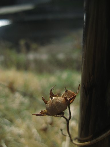 冬が過ぎ
