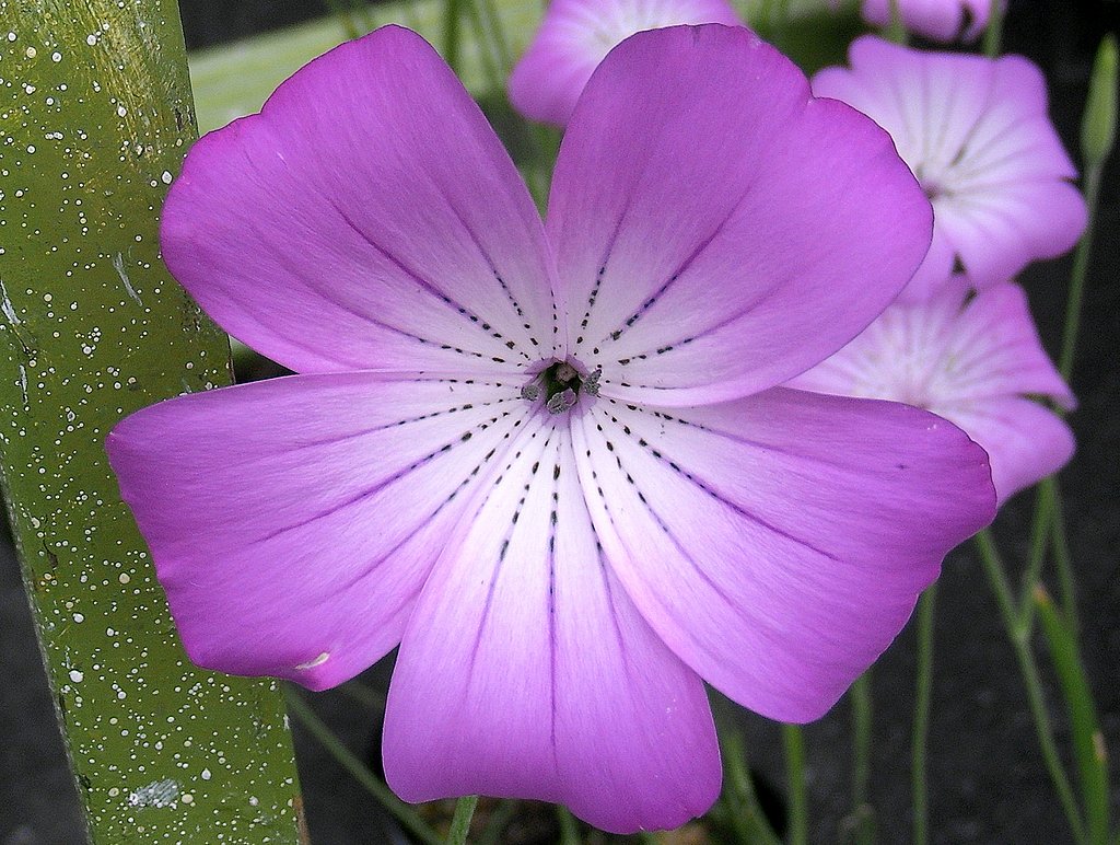 この花は