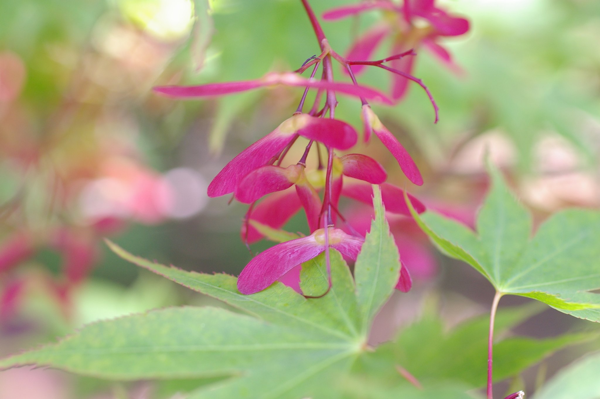 カエデの花？