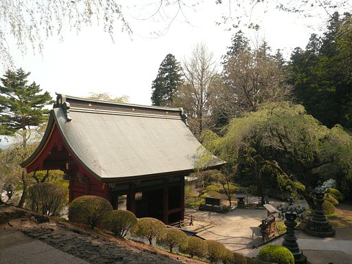 妙義神社の山門の桜