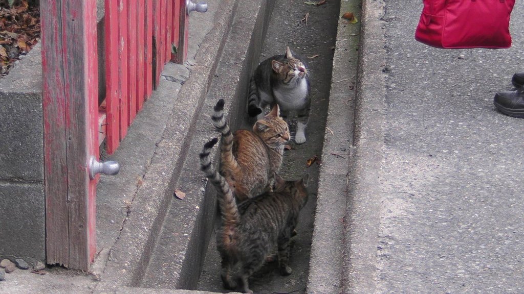 何かくれるニャ？
