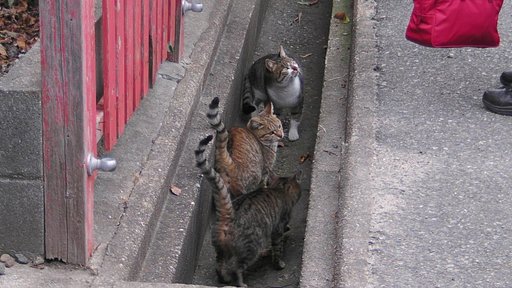 何かくれるニャ？