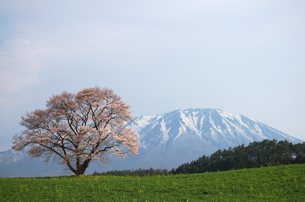 一本桜