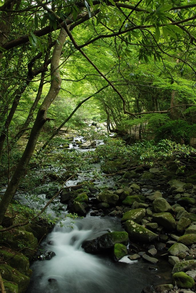 天城山　渓流の新緑