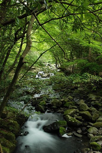 天城山　渓流の新緑