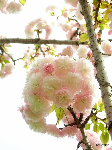 花ちょうちん
